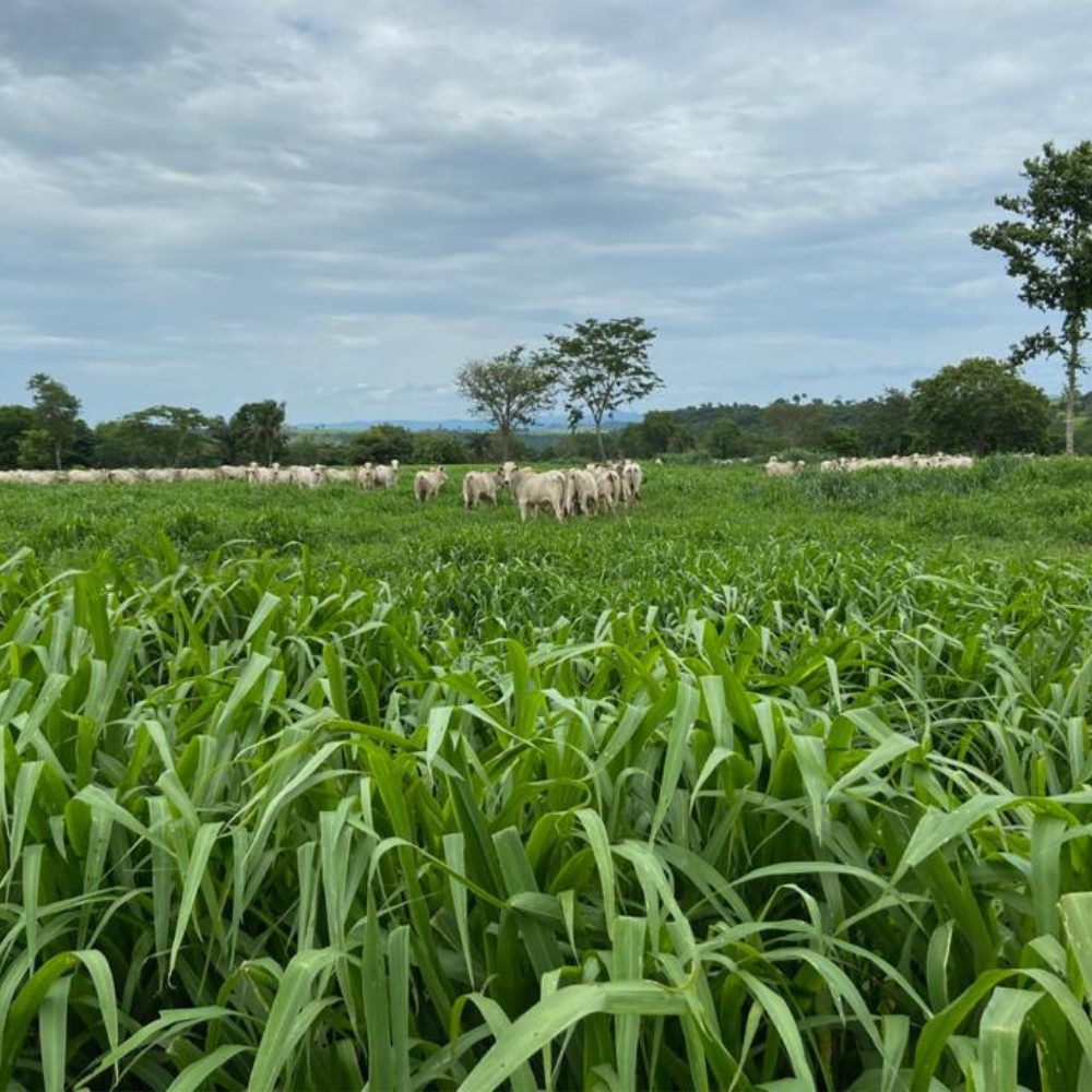 Semillas de Pasto Zuri Gasparin 20 Kg. (AGOTADO) - Agropecuaria Tamboril - Imagen 2