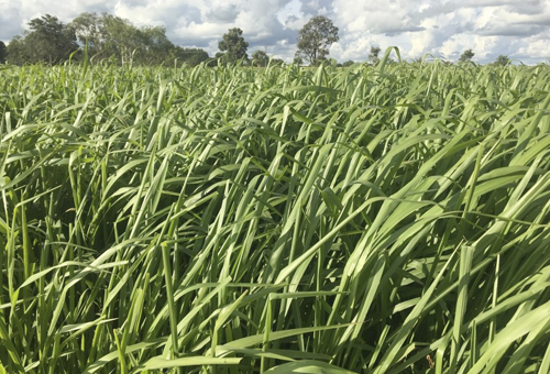 Semillas de Pasto Zuri - 10 kg - Gasparin- Agropecuaria Tamboril - Imagen 2